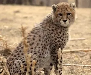 حال «پیروز» اصلا خوب نیست