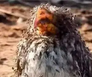 مستند وحش؛ هرکی بگه تو پول غرقم این پرنده باید بگه تو مورچه غرقم