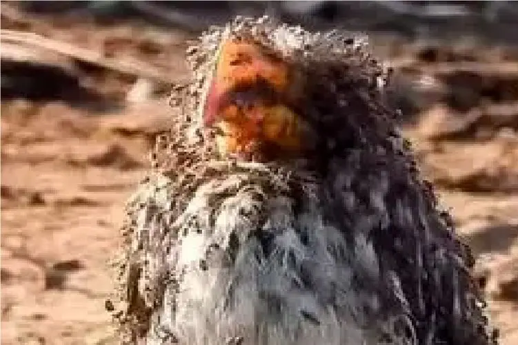 مستند وحش؛ هرکی بگه تو پول غرقم این پرنده باید بگه تو مورچه غرقم