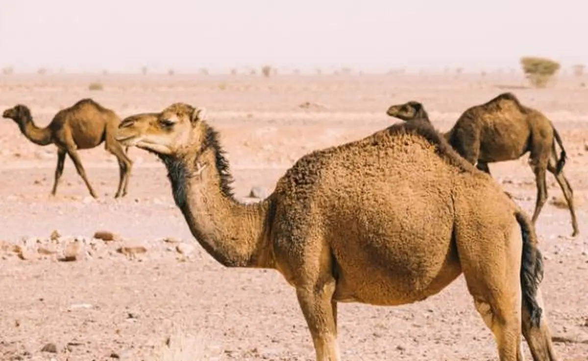 خواص ادرار شتر