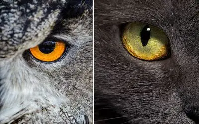جهان را از پشت چشم حیوانات ببین! جهان خارق‌العاده‌ای که حیوانات می‌بینن و تو نمی‌بینی