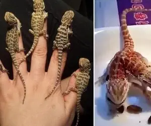 غذای دم دراز؛ اگه چندشت میشه نبین که کارت تمومه جدال مارمولک گُنده و سوسکی که میخورتش