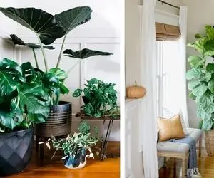 گیاهان برگ پهن که فضای خونه رو خاص و زیبا میکنن / معرفی مقاوم ترین گیاهان آپارتمانی