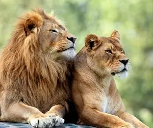 از جذابیت های حیات وحش؛ دعوای ناموسی شیر غیرتی نگاه چپ به مادش کرد و بدجور حالشو گرفت!
