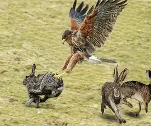 جذابیت حیات وحش / عقاب بلای آسمانی حیوانات است