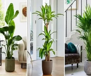 گیاهان آپارتمانی که آب نمیخوان مختص اونا که حوصله برا این که آبیاری روزانه کنن ندارن