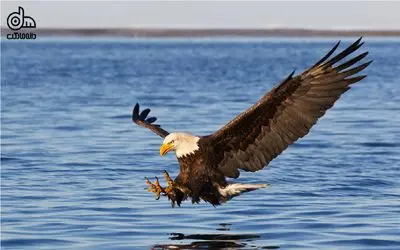 بدایع حیات وحش/ ماه ها صبرمارک اسمیت برای ثبت لحظه شکار هوشمندانه عقاب از دل اقیانوس