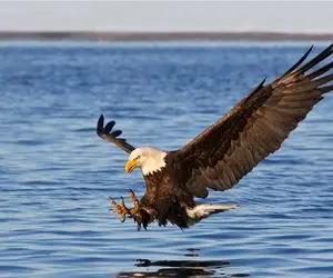 بدایع حیات وحش/ ماه ها صبرمارک اسمیت برای ثبت لحظه شکار هوشمندانه عقاب از دل اقیانوس