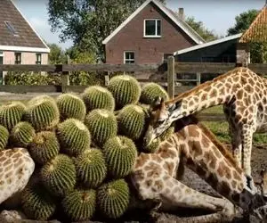 حیات وحش مصنوعی؛ تلاش تیم نجات برای خلاصی زرافه تنها از نفرین کاکتوس های غول