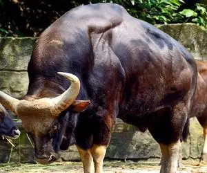 گاوهای باورنکردنی؛ بعد دوشیدن 1000 کیلو شیر از گاو 200 کیلویی تو سلاخونه  گردنشو زدن