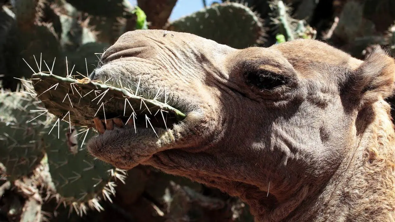 از عجایب حیات وحش؛ انگار دهن شتر روکش داره ببین کاکتوس پر از تیغ رو چطوری میبلعه