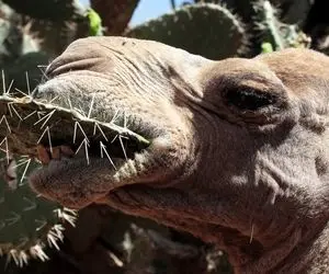 از عجایب حیات وحش؛ انگار دهن شتر روکش داره ببین کاکتوس پر از تیغ رو چطوری میبلعه