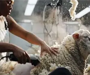 دامداری نوین؛ فناوری پیشرفته که در پرورش گوسفند و پوشاک انقلاب به پا کرد