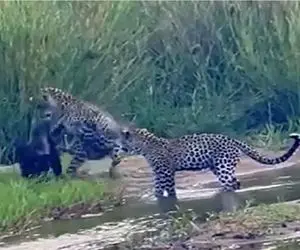 جذابیت حیات وحش؛ راکون وزه سه تا پلنگ مچل دست خودش کرد