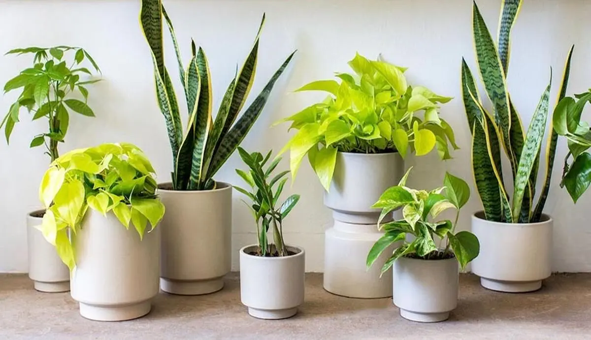 آبیاری خودکار گیاهان آپارتمانی
