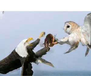 مستند حیات وحش؛ جغد و عقاب سر یه ریزه همستر افتادن به جون هم دِ بزن