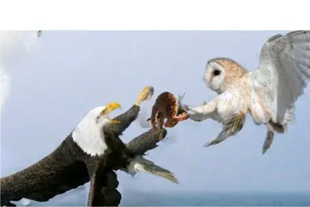 مستند حیات وحش؛ جغد و عقاب سر یه ریزه همستر افتادن به جون هم دِ بزن