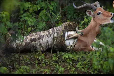 مستند حیات وحش / پیتون بی‌رحم ایمپالا را زنده‌زنده می‌بلعد!