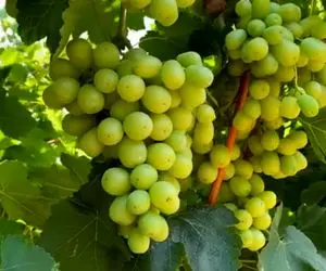 کشاورزی نوین؛ با تجهیزات مدرن 1000 هکتار باغ رو انگور کاشتن هر دونش اندازه گردو درشته