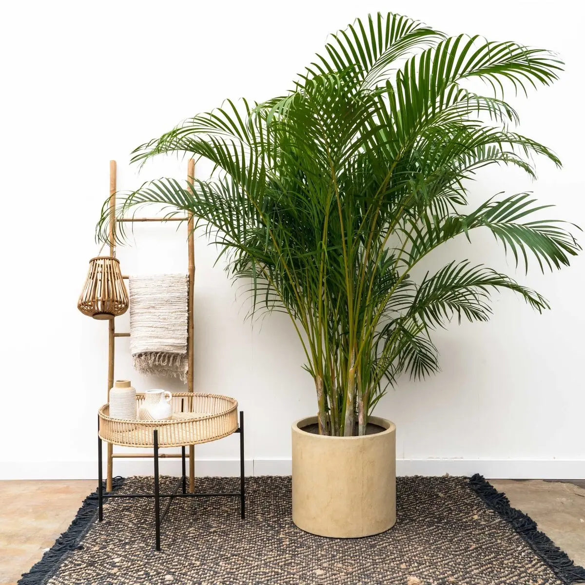 Areca-Palm-7