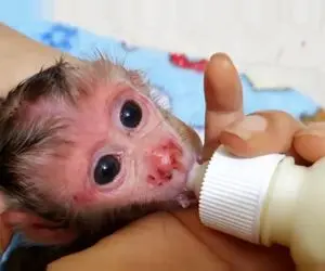 جانوران بامزه؛ بچه میمون شیطون شیشه شیرش رو ازش میگیرن چنان کولی بازی درمیاره که نگو!