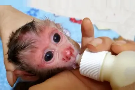 جانوران بامزه؛ بچه میمون شیطون شیشه شیرش رو ازش میگیرن چنان کولی بازی درمیاره که نگو!