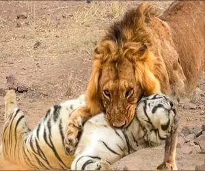 مستند حیات وحش؛ شیر یجوری ببر زرد رو زد تو چنگل دیگه سرشو نیاره بالا