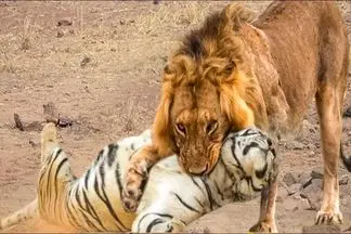 مستند حیات وحش؛ شیر یجوری ببر زرد رو زد تو چنگل دیگه سرشو نیاره بالا