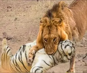مستند حیات وحش؛ شیر یجوری ببر زرد رو زد تو چنگل دیگه سرشو نیاره بالا