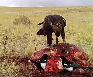 بدایع حیات وحش؛ عقاب بدسگال با منقار چشم کفتار مفلوک از حدقه درآورد تناول کرد