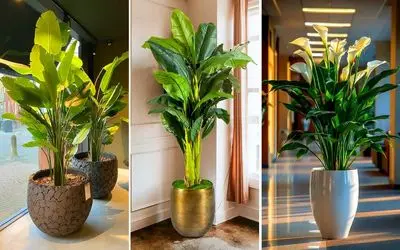 مدل گلدان کنار سالنی برای دکوراسیون داخلی؛ در این متراژ خانه ها و این محل قرارگیری ها