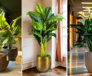 مدل گلدان کنار سالنی برای دکوراسیون داخلی؛ در این متراژ خانه ها و این محل قرارگیری ها