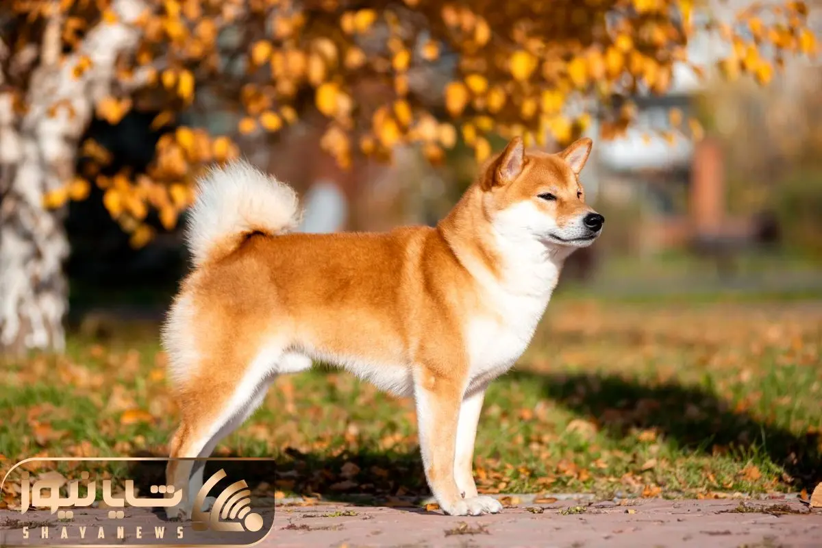 Shiba Inu