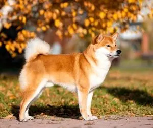 اگر این کار را کنید سود کلانی از شیبااینو خواهید داشت!