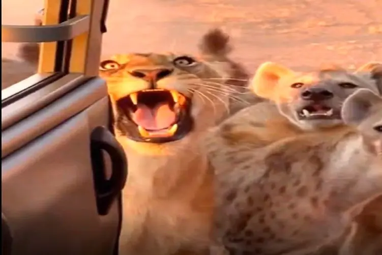 معماری طبیعت؛ کفتارها اشتباه کردن پا رو دم بد کسی گذاشتن