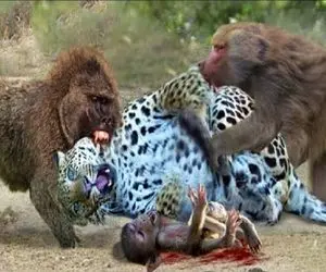 شاهکار حیات وحش / گله بابون ها پای خونخواهی وسط باشند پلنگ را هم منفجر میکنند