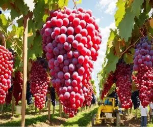 کشاورزی بدیع؛ هر خوشه انگور شده قد لوستر هتل های آمریکا تو 20 ثانیه 100 تن چیدن
