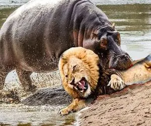 بدایع حیات وحش / وقتی شیر اسب آبی دهن گشاد را عصبانی کرد مرگ را به چشم دید