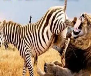 مستند حیات وحش؛ فرار تحقیر آمیز گورخر؛ از شیر ترسید