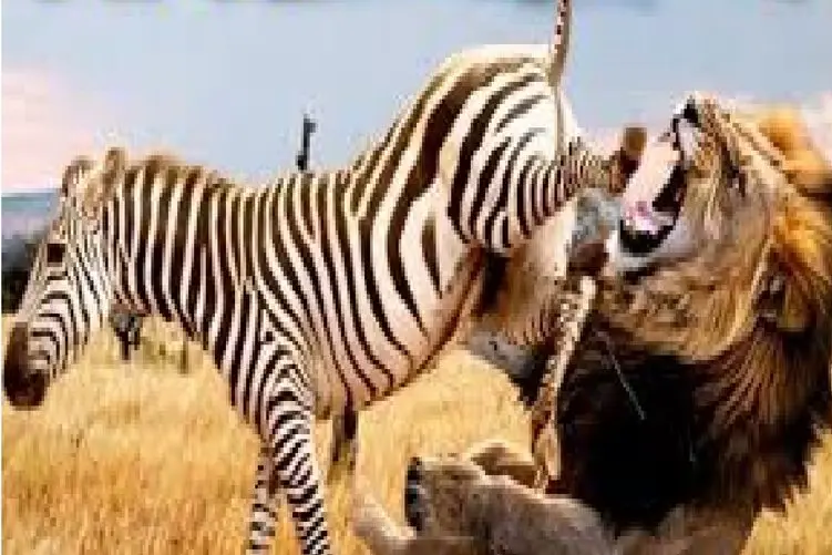مستند حیات وحش؛ فرار تحقیر آمیز گورخر؛ از شیر ترسید