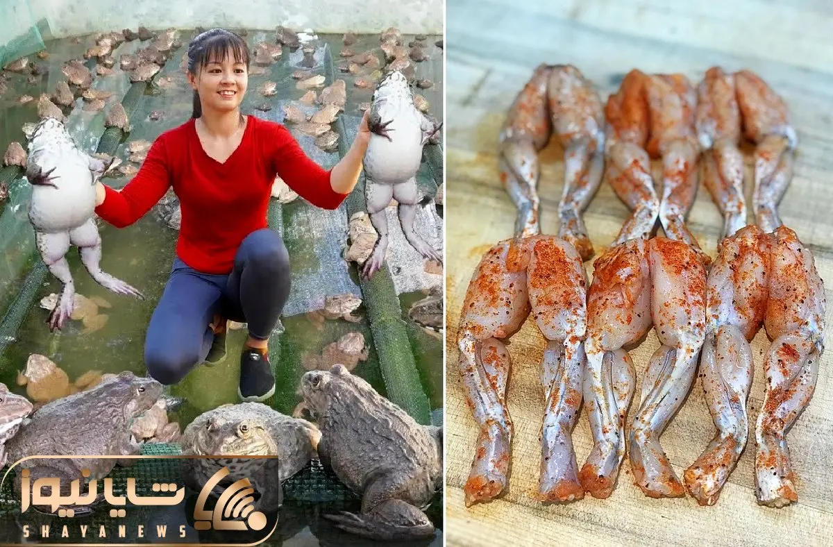 فرآوری قورباغه؛ تایلندی ها میلیون ها قورباغه پرورش میدن تا گوشت رانش رو به دندان بکشن