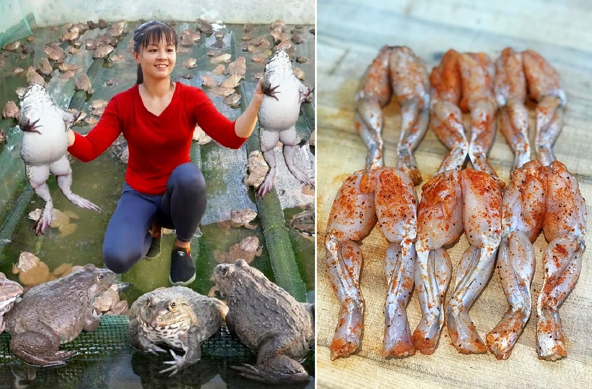 فرآوری قورباغه؛ تایلندی ها میلیون ها قورباغه پرورش میدن تا گوشت رانش رو به دندان بکشن