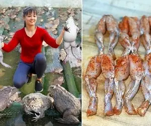 فرآوری قورباغه؛ تایلندی ها میلیون ها قورباغه پرورش میدن تا گوشت رانش رو به دندان بکشن