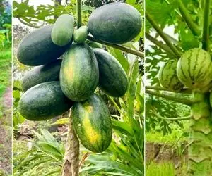 کشاورزی نوین؛ پاپایا و هندوانه رو به هم پیوند زدن درختش هر دو رو داده
