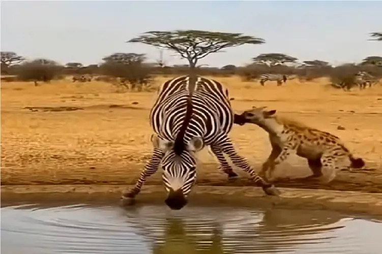 مستند کاوش؛ خر راه راه کفتاری که از ناکجا آباد گرفته بودش چرخوند پرش داد