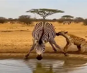 مستند کاوش؛ خر راه راه کفتاری که از ناکجا آباد گرفته بودش چرخوند پرش داد