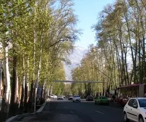 دلیل از بین رفتن چنار های کرج مشخص شد