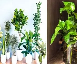 علت پژمردگی و زرد شدن گیاهان آپارتمانی / گل هایی که میتونن جیغ بزنن حواست باشه