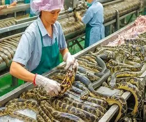 فرآوری مار؛ پیتون رنگی غول رو میندازن لباسشویی پوست میکنن بعد میفرستن رستوران