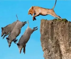 مستند حیات وحش؛ خودکشی گراز برای فرار از چنگال شیر دیو صفت